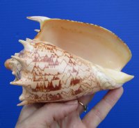 5-1/2 inches Good Quality Imperial Volute Shell for Sale, Hand Picked - Buy this one for $12.99