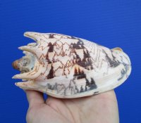 5-1/2 inches long Beautiful Imperial Volute Shell for Sale, Hand Picked - Buy this one for $12.99