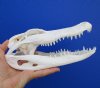 10 inches Authentic Florida Alligator Skull for Sale (missing some teeth) - Buy this one for $64.99