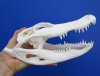 10-1/4 inches Genuine Florida Alligator Skull for Sale (missing some teeth; tiny hole by snout) - Buy this one for $64.99