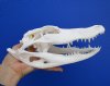10-1/4 inches Authentic Florida Alligator Skull for Sale (missing some teeth) - Buy this one for $59.99
