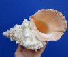 9-1/4 inches Large Beautiful Giant Frog Shell for Sale, Hand Picked - Buy this one for $23.99