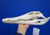 13-1/4 inches <font color=red> Good Quality</font> Authentic Nile Crocodile Skull for Sale  - Buy this one for $228.99