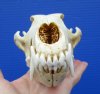 8 inches Large Authentic Coyote Skull for Sale (2 very tiny holes in back left side) - Buy this one for $34.99