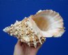 9-1/4 inches Authentic Giant Frog Shell for Sale, Bursu bubo - Buy this one for $23.99