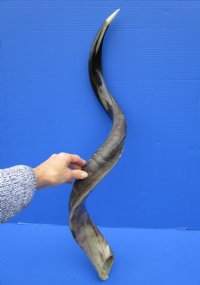 38-3/4 inches <font color=red> Polished</font> Greater Kudu Horn for Sale - Buy this one for $99.99