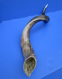 38-3/4 inches <font color=red> Polished</font> Greater Kudu Horn for Sale - Buy this one for $99.99