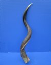 34-3/4 inches Authentic Half-Polished Kudu Horn for Sale - Buy this one for $81.99