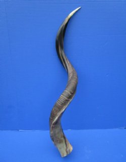 34-3/4 inches Half-Polished Kudu Horn - $81.99