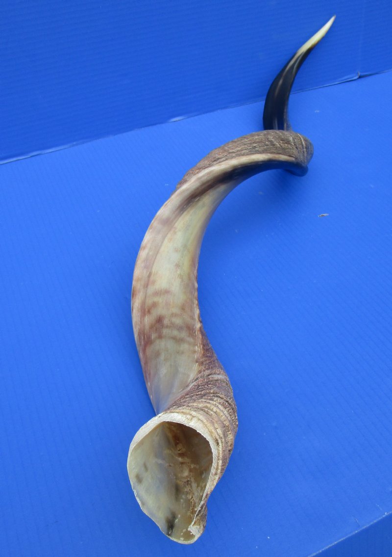 371/2 inches Polished African Kudu Horn for Sale