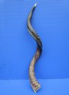 34-3/4 inches Real Half-Polished Kudu Horn for Sale - Buy this one for $81.99