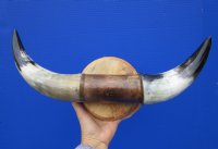16-1/4 inches wide Polished Buffalo Horn Decorative Wall Mount - Buy this one for $54.99 