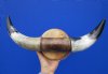 16-1/4 inches wide Polished Buffalo Horn Decorative Wall Mount  for $44.99