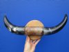 17 inches wide Polished Buffalo Horn Decorative Wall Mount for Sale for $44.99