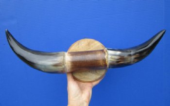 19-1/2 inches wide Polished Buffalo Horn Decorative Wall Mount  - $44.99
