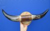 19-1/2 inches wide Polished Buffalo Horn Decorative Wall Mount  - $44.99