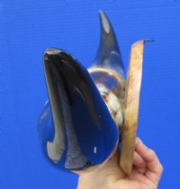 19-1/2 inches wide Polished Buffalo Horn Decorative Wall Mount  - $44.99