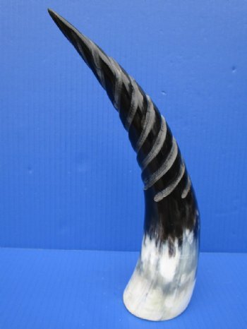 12-1/8 inches Black and White Decorative Spiral Carved Buffalo Horn for Sale with a marble appearance - Buy this one for $18.99