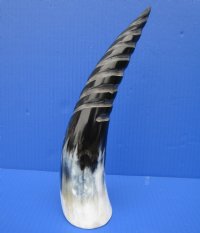 12-1/8 inches Black and White Decorative Spiral Carved Cow Horn for Sale with a marble appearance - Buy this one for $18.99