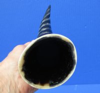 12-1/8 inches Black and White Decorative Spiral Carved Cow Horn for Sale with a marble appearance - Buy this one for $18.99