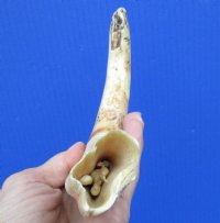 10-3/4 inches Extra Large Authentic Warthog Tusk for Sale, 9 inches Solid, Weighs 9 ounces - Buy this one for $54.99