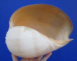 10-1/4 inches <font color=red> Large</font> Natural Crowned Baler Melon Shell for Sale - Buy this one for $19.99
