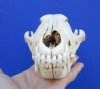 7-1/4 inches Real Coyote Skull for Sale from North America - Buy this one for $34.99