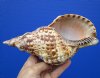 8-1/4 inches Authentic Atlantic Triton's Trumpet Sea Shell for Sale - Buy this one for $22.99