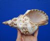 8 inches long Real Atlantic Triton's Trumpet shell for Sale - Buy this one for $22.99