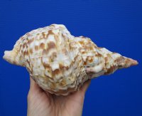 8 inches long Real Atlantic Triton's Trumpet shell for Sale - Buy this one for $22.99