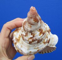 8 inches long Real Atlantic Triton's Trumpet shell for Sale - Buy this one for $22.99