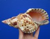8 inches Atlantic Triton's Trumpet Sea Shell for Sale - Buy this one for $22.99