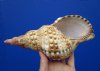 8-7/8 inches <font color=red> Good Quality</font> Blonde Atlantic Triton Trumpet Shell for Sale with golden highlights - Buy this one for $24.99