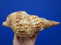 8-7/8 inches <font color=red> Good Quality</font> Blonde Atlantic Triton Trumpet Shell for Sale with golden highlights - Buy this one for $24.99