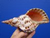 9 inches Gorgeous Pacific Triton's Trumpet Shell for Sale, Charonia tritonis - Buy this one for $44.99