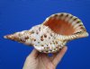 9 inches Beautiful Charonia Tritonis Shells for Sale, Pacific Triton's Trumpet - Buy this one for $44.99