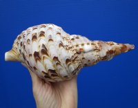9 inches Beautiful Charonia Tritonis Shells for Sale, Pacific Triton's Trumpet - Buy this one for $44.99