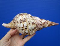 9 inches Beautiful Pacific Triton's Trumpet Shell for Sale (Charonia tritonis) - Buy this one for $44.99