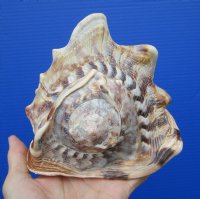 6-7/8 by 5-3/4 inches Large King Helmet Shell for Sale, Cassis Tuberosa - Buy this one for $16.99