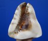 7-1/2 by 6-3/4 inches Large King Helmet Shell for Sale, Cassis Tuberosa - Buy this one for $16.99