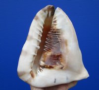 7-1/2 by 6-1/4 inches Large King Helmet Seashell for Sale - Buy this one for $16.99