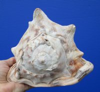 7-1/2 by 6-1/4 inches Large King Helmet Seashell for Sale - Buy this one for $16.99