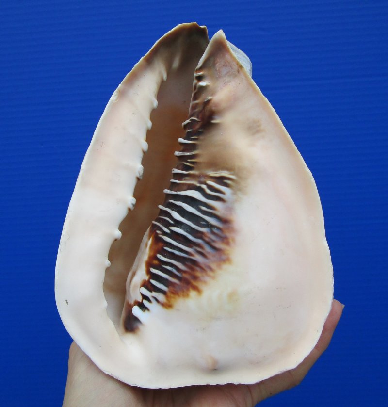 6-1/2 inches Beautiful Queen Helmet Shell for Sale