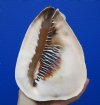 6-1/2 inches Beautiful Queen Helmet Shell for Sale - Buy this one for $14.99