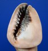 6-1/2 inches tall Real Queen Helmet Shell for Sale, Cassis madagascariensis - Buy this one for $14.99