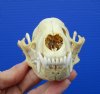 5 inches Discount Large Raccoon Skull for Sale (discolored, holes in skull) - Buy this one for<font color=red> $24.99</font> (Plus $6.50 First Class Mail)