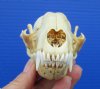 4-1/4 inches Bargain Priced Real Raccoon Skull for Sale (discolored; hole on right, crack on left) - Buy this one for<font color=red> $24.99</font> Plus $8.50 1st Class Mail