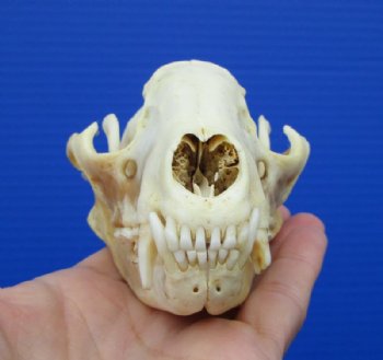 4-7/8 inches Bargain Priced Discolored North American Raccoon Skull for $26.99