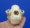 4-7/8 inches Bargain Priced Discolored North American Raccoon Skull for Sale - Buy this one for<font color=red>26.99</font> (Plus $6.50 First Class Mail)