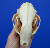 4-7/8 inches Bargain Priced Discolored North American Raccoon Skull for $26.99